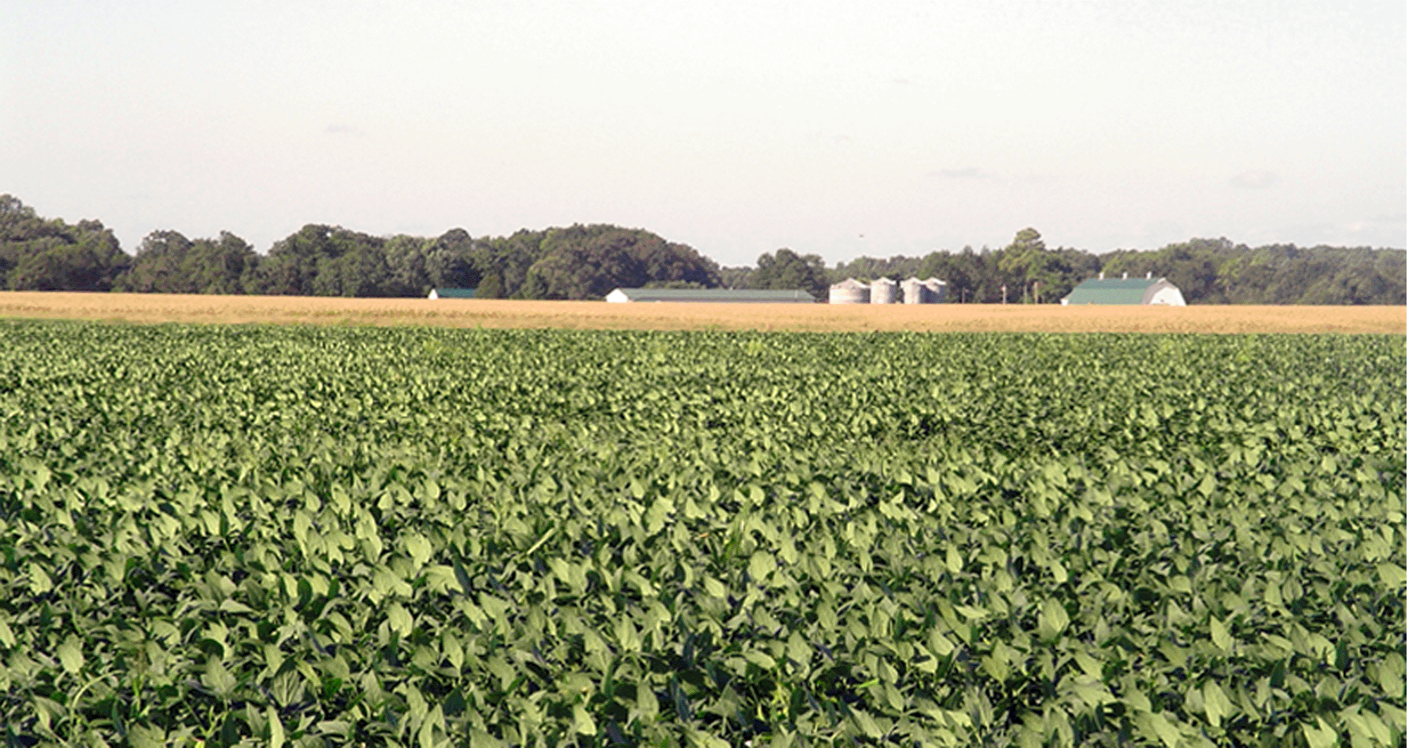 Chesapeake Farm